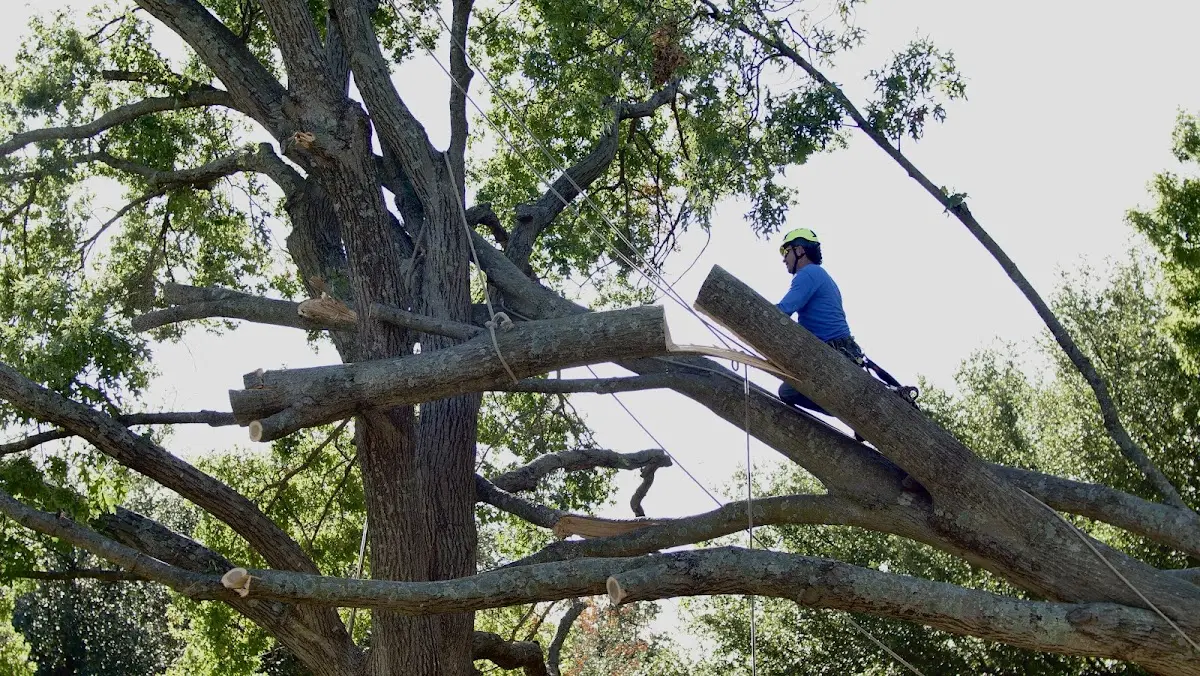 Professional Crown Thinning performed by certified arborists in Emery